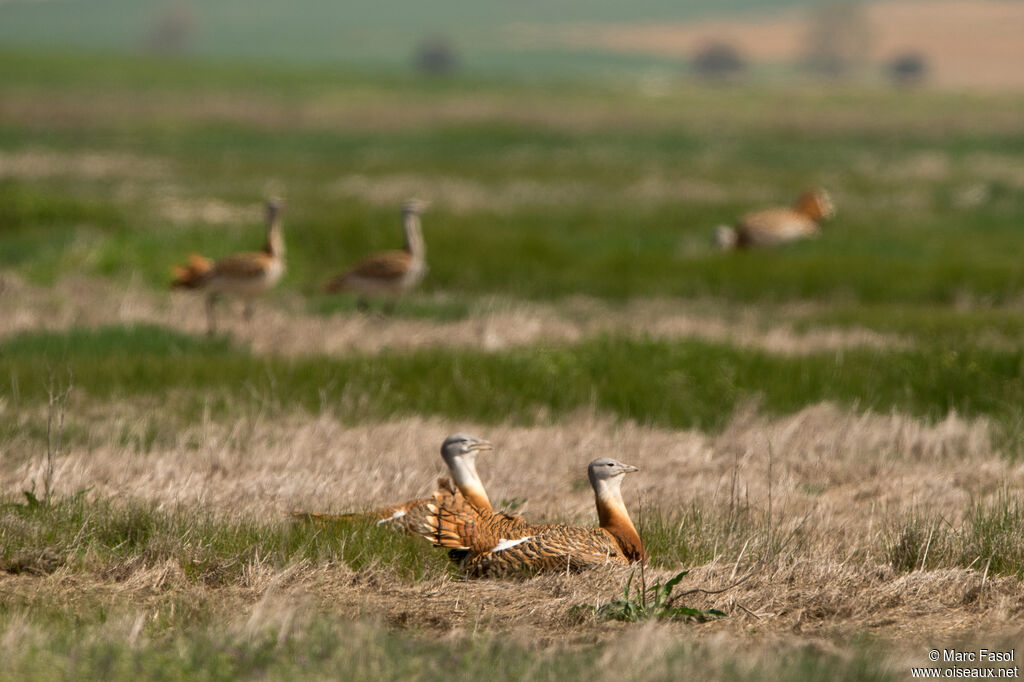 Great Bustard