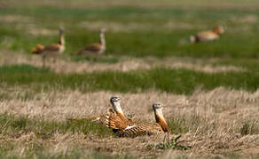 Great Bustard