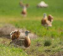 Great Bustard