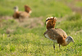 Great Bustard