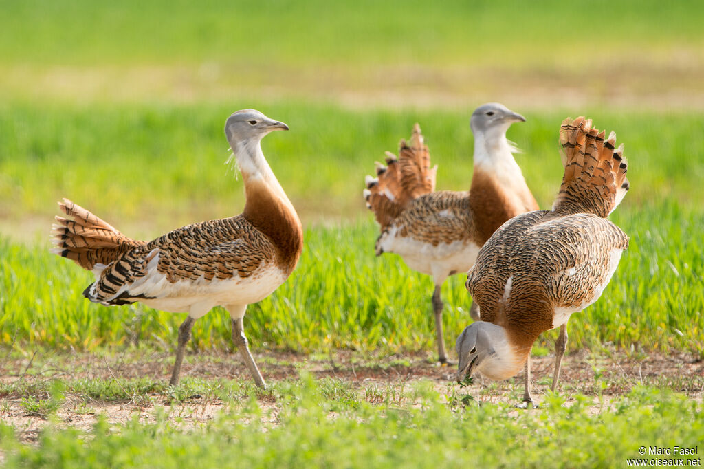 Great Bustard male adult, eats