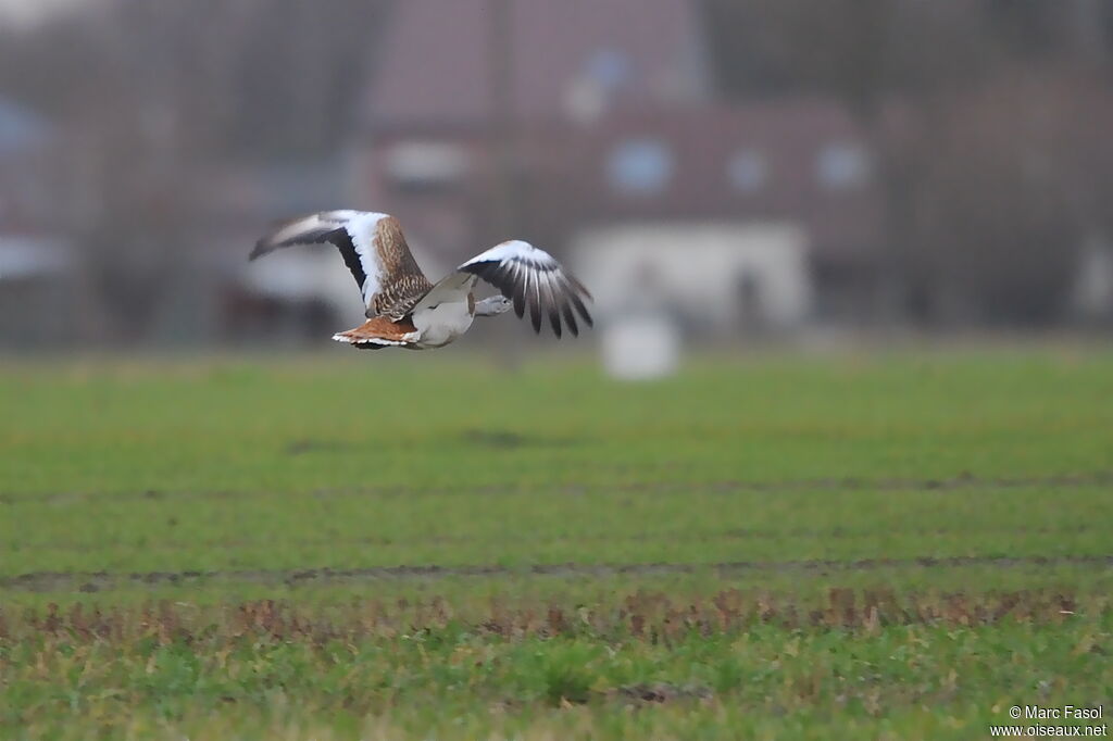 Great Bustardadult, Flight