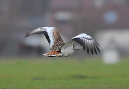 Great Bustard