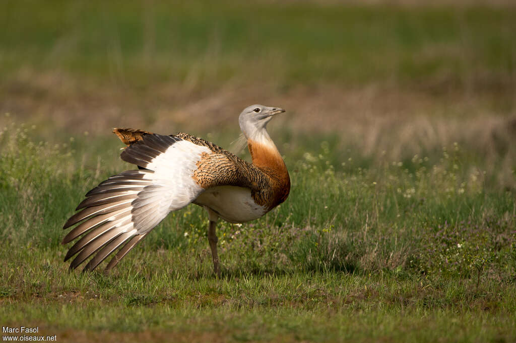 Great Bustard male adult breeding, aspect, pigmentation