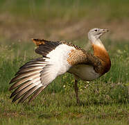 Great Bustard