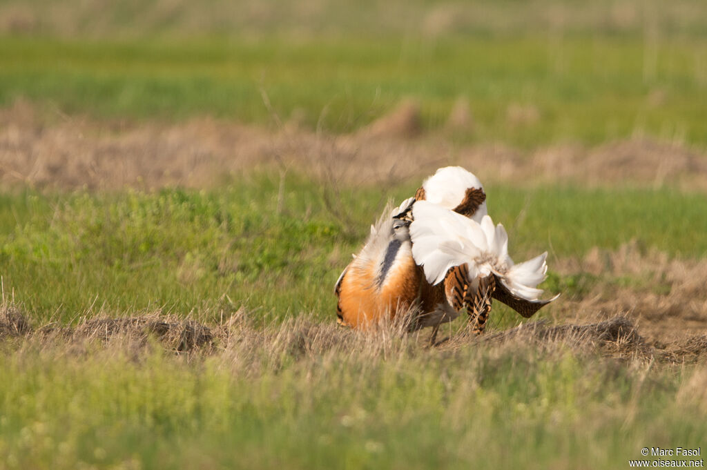 Great Bustard male adult breeding, identification, courting display