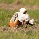 Outarde barbue