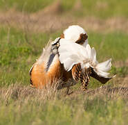 Great Bustard