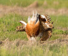 Great Bustard