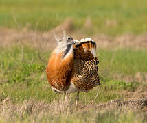 Great Bustard