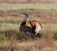 Great Bustard