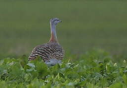 Great Bustard