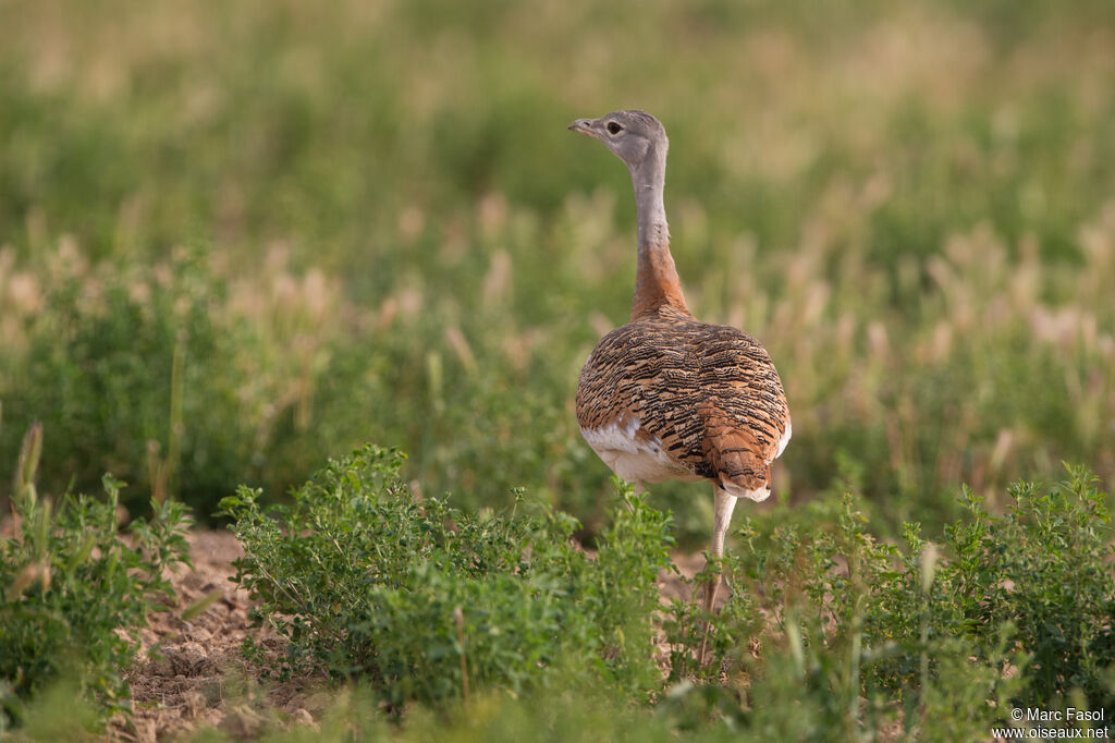 Outarde barbue femelle adulte, identification