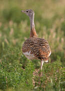 Great Bustard