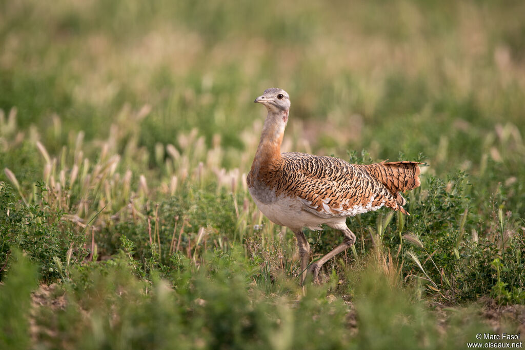 Outarde barbue femelle adulte, identification