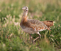 Great Bustard