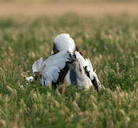 Great Bustard