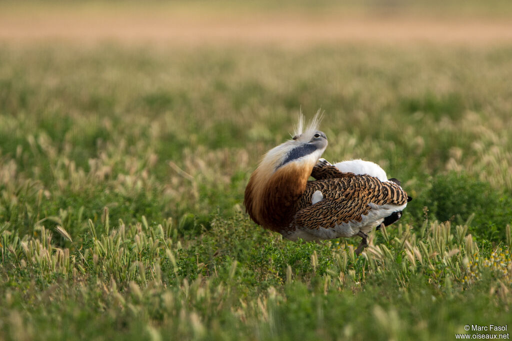 Great Bustard male adult, courting display