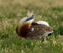 Great Bustard