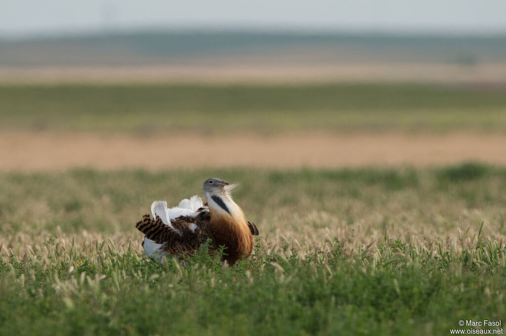 Great Bustard male adult, identification, courting display