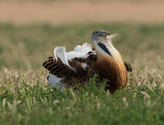 Great Bustard