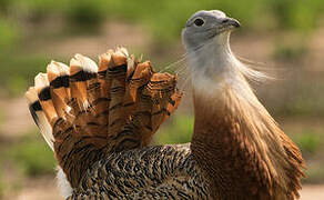 Great Bustard