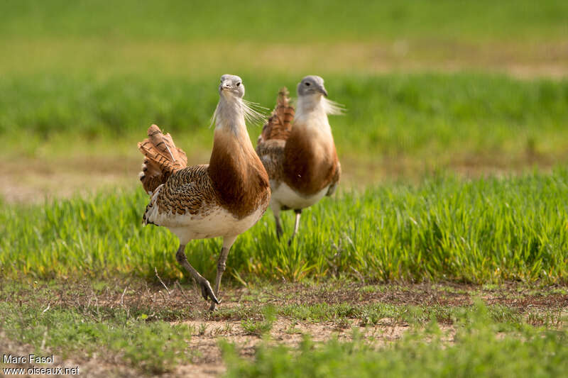 Great Bustard male adult breeding, pigmentation, courting display, Behaviour