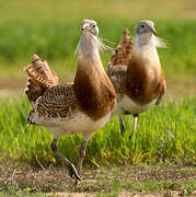 Great Bustard