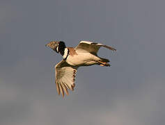 Little Bustard