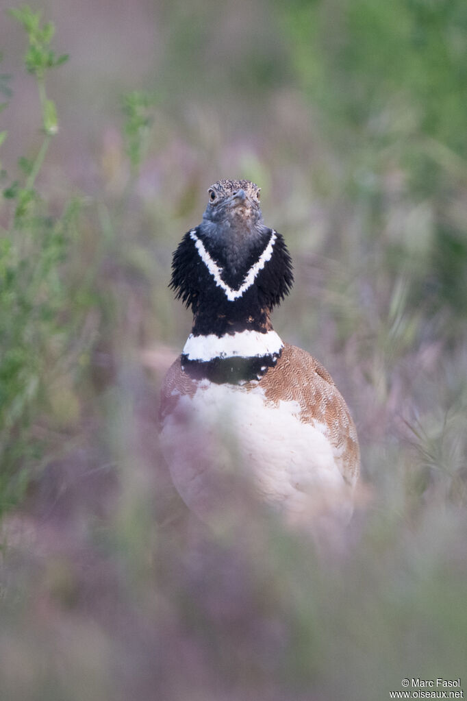 Little Bustard male, adult, portrait, display