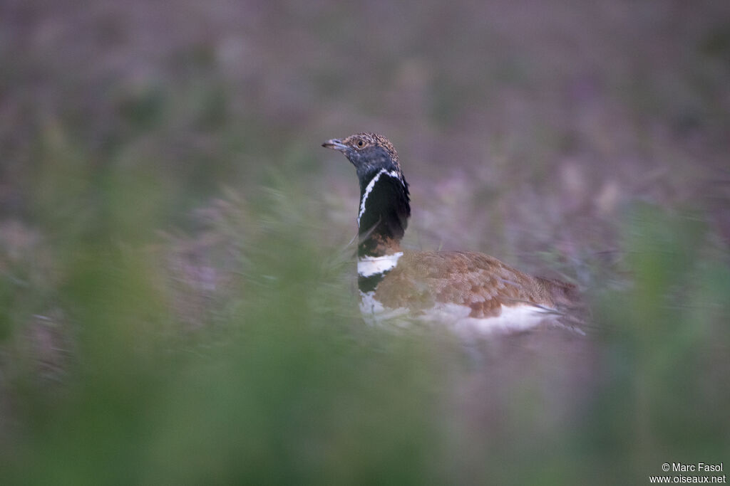Little Bustard male, adult, breeding, identification, walking, display