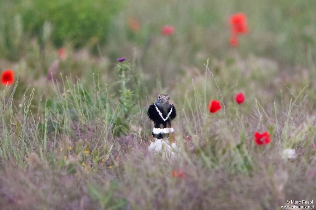 Outarde canepetière mâle, adulte, nuptial, habitat, parade