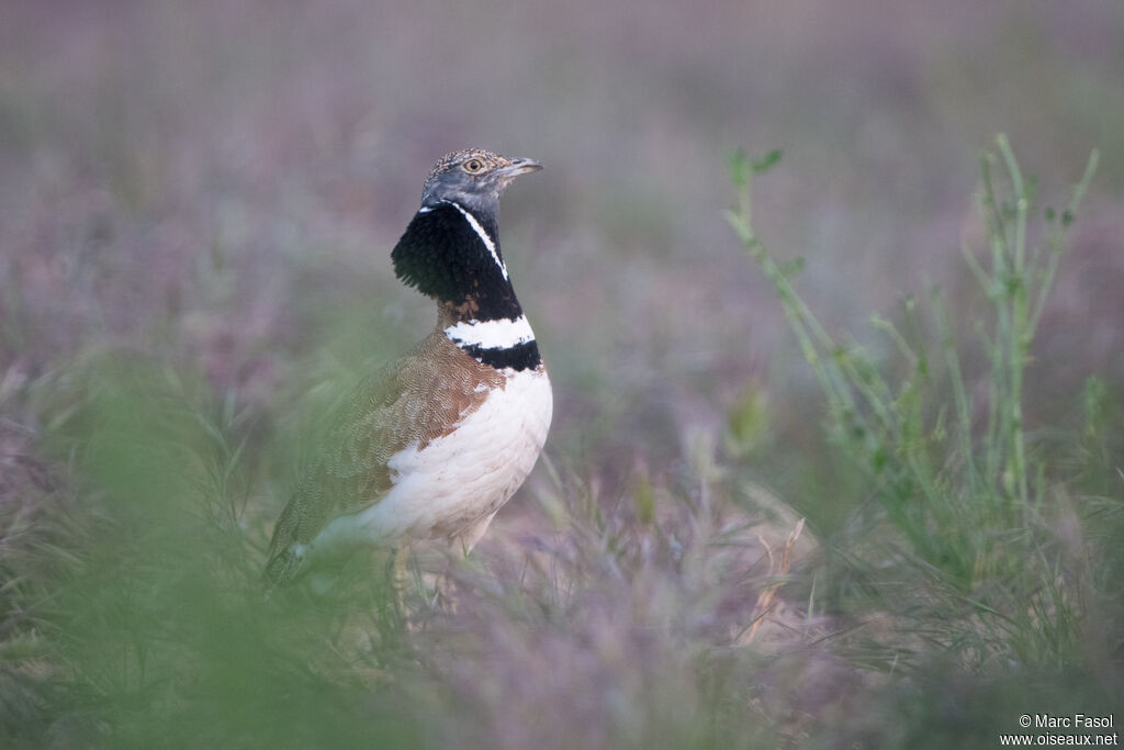 Little Bustard male, adult, breeding, identification, display