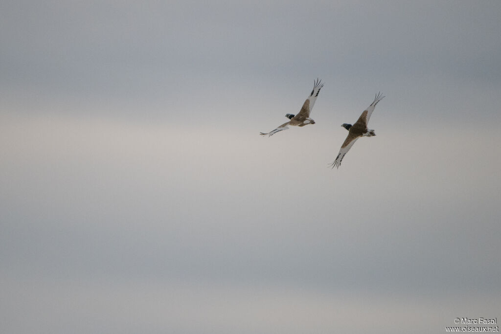 Little Bustard flight