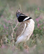 Little Bustard