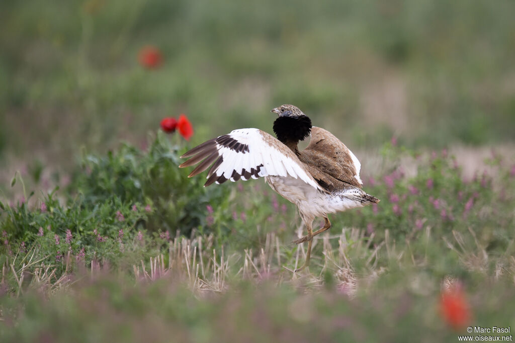 Little Bustard male adult breeding, identification, Flight, Behaviour