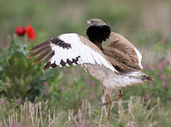 Little Bustard