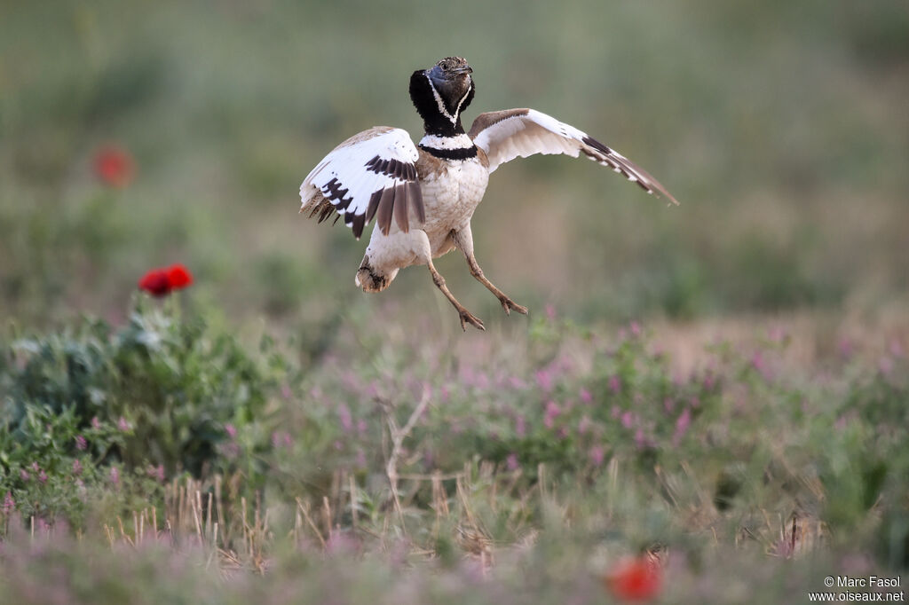 Little Bustard male adult breeding, identification, Flight, Behaviour