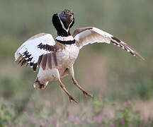 Little Bustard