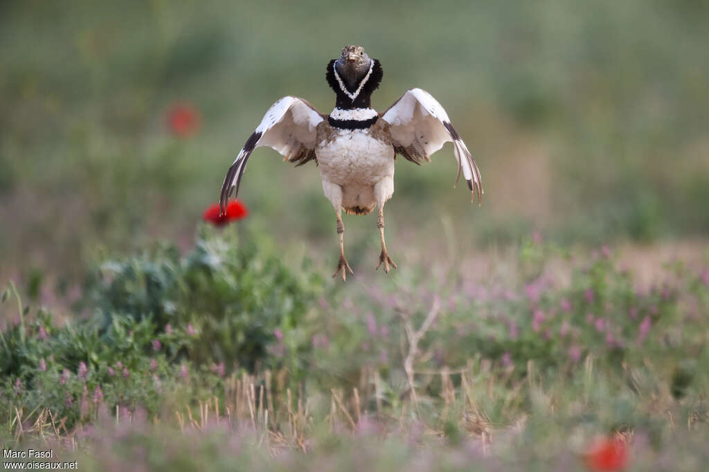 Little Bustard male adult breeding, identification, Flight, courting display, Behaviour