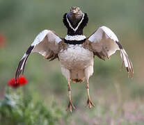 Little Bustard