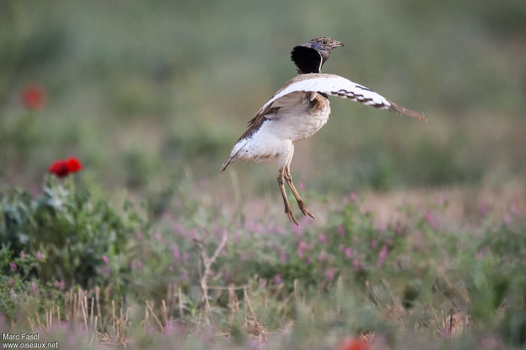 Little Bustard male adult breeding, Flight, courting display, Behaviour