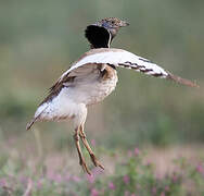 Little Bustard