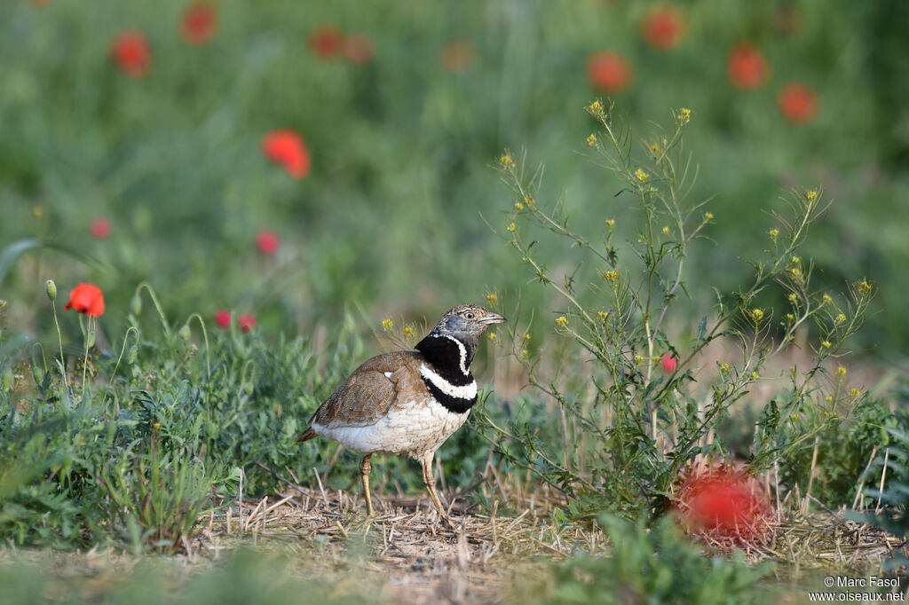 Little Bustard male adult breeding, identification