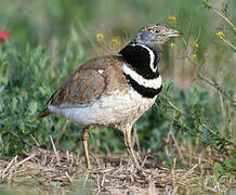 Little Bustard