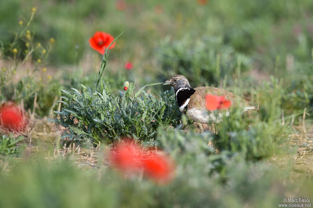 Little Bustard male, identification, feeding habits, Behaviour