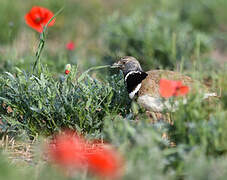 Little Bustard