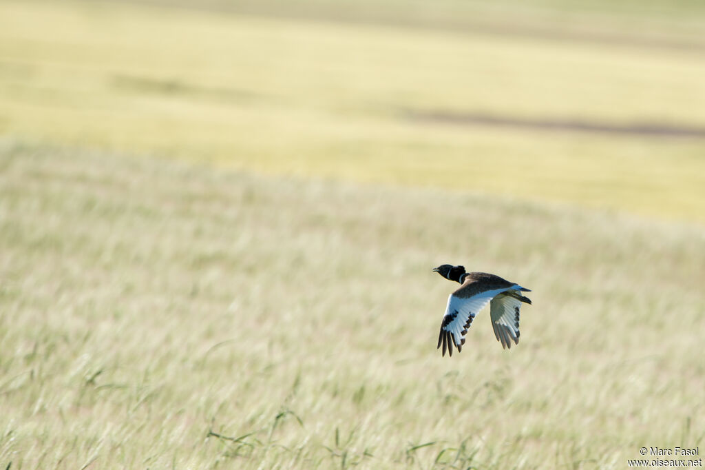 Little Bustard male adult, Flight