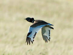 Little Bustard