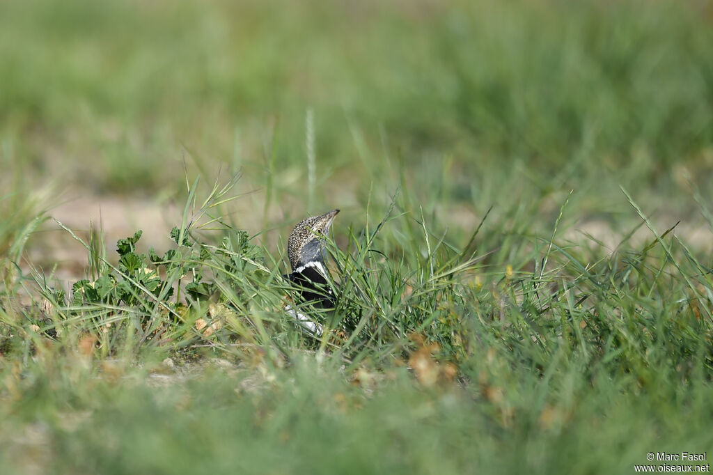 Outarde canepetière mâle adulte, camouflage